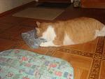     
: DSC03247.JPG
: 29
:	102.4 
ID:	3046764