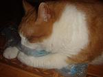     
: DSC03250.JPG
: 27
:	90.2 
ID:	3046765