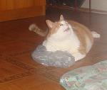    
: DSC03246.JPG
: 29
:	74.2 
ID:	3046767