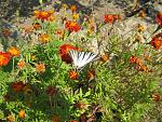     
: IMG_4652.jpg
: 34
:	216.1 
ID:	3054799