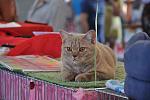     
: DSC_0559.jpg
: 26
:	108.4 
ID:	3054819