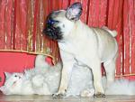     
: x_cfea4c62.jpg
: 58
:	48.9 
ID:	307113