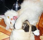     
: x_6cefddd8.jpg
: 56
:	42.1 
ID:	307115