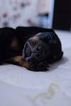     
: DSC_7302.jpg
: 29
:	42.7 
ID:	3074374
