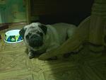     
: Фото-0059.jpg
: 74
:	73.7 
ID:	3086726