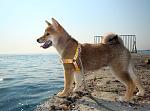     
: Shiba-1.jpg
: 3066
:	59.3 
ID:	3104531