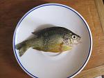    
: IMG_1129.jpg
: 57
:	101.1 
ID:	3112801