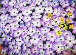     
: S1056717.jpg
: 20
:	243.6 
ID:	3113100