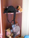     
: IMG_9664.jpg
: 29
:	56.6 
ID:	3147126