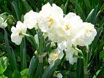     
: Narcissus-520x393.jpg
: 17
:	62.3 
ID:	3153748