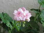     
: IMG_8055.jpg
: 47
:	109.1 
ID:	3155295
