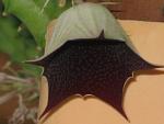     
: IMG_8089.jpg
: 53
:	89.0 
ID:	3155300
