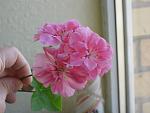     
: IMG_8056.jpg
: 43
:	83.3 
ID:	3155305