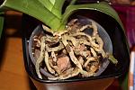     
: IMG_1839.jpg
: 34
:	109.5 
ID:	3156191