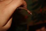     
: IMG_1840.jpg
: 33
:	49.6 
ID:	3156193