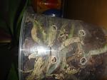     
: DSC01390.jpg
: 59
:	98.5 
ID:	3156644