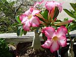     
: z_148a41f0.jpg
: 32
:	186.1 
ID:	3161803