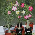     
: 0_5b64f_3fc39ae7_XXL.jpg
: 51
:	262.5 
ID:	3161804