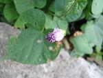     
: IMG_5239.JPG
: 9
:	28.6 
ID:	3162307