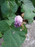     
: IMG_5235.JPG
: 14
:	27.1 
ID:	3162308