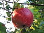     
: IMG_5529.JPG
: 28
:	36.0 
ID:	3162348
