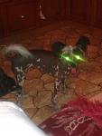     
: Фото0247.jpg
: 26
:	72.4 
ID:	3164678