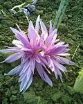    
: Фото012.jpg
: 13
:	140.5 
ID:	3166253