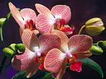     
: img-74ecb.jpg
: 16
:	159.9 
ID:	3179310