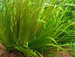     
: IMG_1139.jpg
: 36
:	193.8 
ID:	3181631