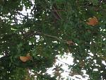     
: IMG_1922.jpg
: 25
:	152.9 
ID:	3184644