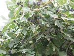     
: IMG_1933.jpg
: 22
:	206.4 
ID:	3184653