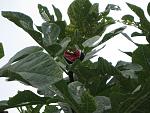     
: IMG_1919.jpg
: 19
:	137.6 
ID:	3184656