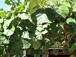     
: IMG_2617.jpg
: 19
:	184.9 
ID:	3184685
