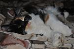     
: DSC_2525.JPG
: 31
:	68.2 
ID:	3188491