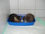     
: DSC04572.jpg
: 45
:	77.5 
ID:	3196233