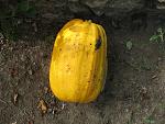     
: IMG_0578.jpg
: 29
:	195.8 
ID:	3199716