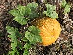     
: IMG_0577.jpg
: 24
:	298.0 
ID:	3199717