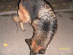     
: SAM_1724.JPG
: 49
:	95.2 
ID:	3209812