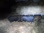     
: DSC00251.jpg
: 33
:	138.1 
ID:	321539