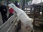     
: DSC00254.jpg
: 36
:	101.5 
ID:	321540
