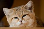     
: Felis-margarita_11.jpg
: 6
:	16.9 
ID:	3216032