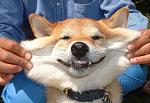     
: shibainu_smile.jpg
: 20
:	40.8 
ID:	3217003