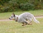     
: freya_run.jpg
: 13
:	91.0 
ID:	3223819