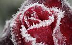     
: Frower_17.jpg
: 8
:	125.7 
ID:	3240063