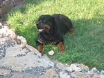     
: IMG_3782.jpg
: 65
:	233.6 
ID:	3247846