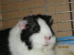     
: IMG_0039.jpg
: 50
:	115.1 
ID:	3250647