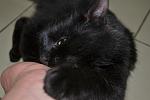     
: DSC_0310 котенок.jpg
: 27
:	74.6 
ID:	3254576