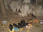     
: IMG_3833.jpg
: 260
:	185.0 
ID:	3259734