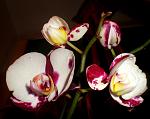     
: P8140028.JPG
: 41
:	101.1 
ID:	3266016