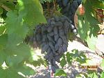     
: IMG_0855.jpg
: 100
:	132.5 
ID:	3272510